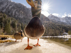 A duck drake very close to the wide angle, in the background the Wetterstein mountains, the Ferchensee with blue sky, fresh snow on the trees and the afternoon sun with sun star.