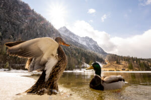 A pair of mallards on the shore of the spring-like Ferchensee in the Bavarian Alps. In the background the Wetterstein and the sun with snow at higher altitudes, in the foreground the two ducks, the female stretches her wings in front of the drake.