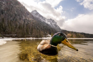 Spring at the Ferchensee above Mittenwald. A curious duck drake poses in front of the camera, in the background the Wetterstein, blue sky and some snow