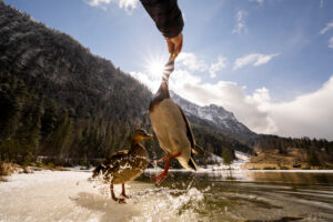 A mallard drake jumps to the feeding hand, the clear water of the spring-like Ferchensee splashes in the backlight of the sun with beautiful sunbeams, in the background the Wetterstein with fresh snow.