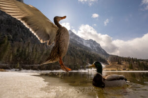 A mallard duck sets out to land on a small patch of ice at the spring-like Ferchensee lake in the Bavarian Alps above Mittenwald. The drake looks on and in the background the dominant Wetterstein.