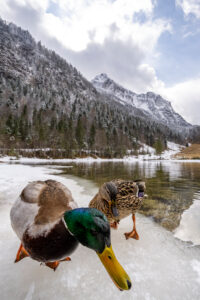 A duck drake and a mallard on the icy shore of the Ferchensee in early spring, in the background the Wetterstein, a part of the German Alps with snow and clouds.