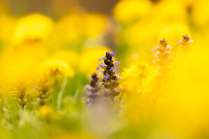 Bgleweed blossoms in a dense flower meadow in spring, photographed between yellow dandelion flowers, the gold yellow dominates and glows.