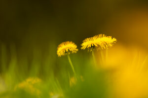 Dandelion flower in a flower meadow in spring photographed through other flowers.