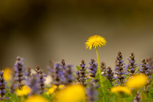 Bgleweed blossoms in a dense flower meadow with dandelions in spring, photographed between yellow dandelion flowers, the gold yellow dominates and glows.