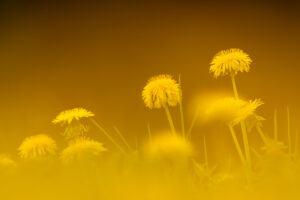 Dandelion flower in a flower meadow in spring photographed through other flowers.