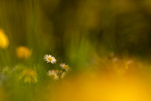 Spring in a mountain meadow, daisies blooming among dandelions and thick grass, a colorful image from a flower meadow.