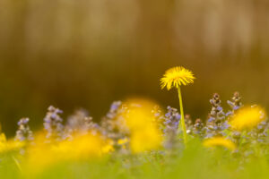 Bgleweed blossoms in a dense flower meadow with dandelions in spring, photographed between yellow dandelion flowers, the gold yellow dominates and glows.