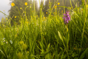 A broad-leaved orchid (Dactylorhiza majalis) in a flower meadow on a mountain slope in the Austrian Alps, Karwendel