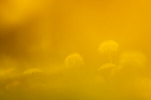 Dandelion flower in a flower meadow in spring photographed through other flowers.