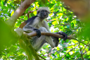 Tanzania, Zanzibar Archipelago, Unguja island (Zanzibar), Zanzibar red colobus monkey (Procolobus badius kirkii) Tanzania, Zanzibar Archipelago, Unguja island (Zanzibar), Zanzibar red colobus monkey (Procolobus badius kirkii)