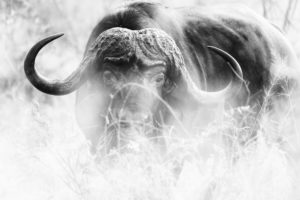 Cape Buffalo in Sabi Sands, A cape buffalo among the tall grass of the bushveld in Sabi Sands Reserve of the Greater Kruger National Park system, Cape Buffalo in Sabi Sands, A cape buffalo among the tall grass of the bushveld in Sabi Sands Reserve of the Greater Kruger National Park system,