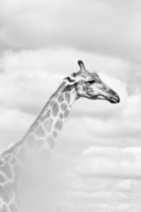Giraffe, Giraffa camelopardalis, in Kruger National Park, South Africa
The giraffe is an African even-toed ungulate mammal, the tallest living terrestrial animal and the largest ruminant. Giraffe, Giraffa camelopardalis, in Kruger National Park, South Africa
The giraffe is an African even-toed ungulate mammal, the tallest living terrestrial animal and the largest ruminant.