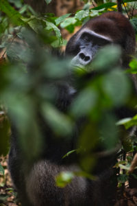 Western Lowland Gorilla (Gorilla gorilla gorilla). Dominant silverback male. Bai Hokou. Dzanga Sangha Special Dense Forest Reserve, Central African Republic Western Lowland Gorilla (Gorilla gorilla gorilla). Dominant silverback male. Bai Hokou. Dzanga Sangha Special Dense Forest Reserve, Central African Republic