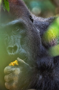 Western Lowland Gorilla (Gorilla gorilla gorilla). Dominant silverback male. Bai Hokou. Dzanga Sangha Special Dense Forest Reserve, Central African Republic Western Lowland Gorilla (Gorilla gorilla gorilla). Dominant silverback male. Bai Hokou. Dzanga Sangha Special Dense Forest Reserve, Central African Republic