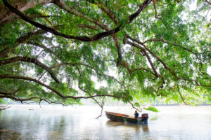 local people sailing with their canoe on the Dzanga river local people sailing with their canoe on the Dzanga river