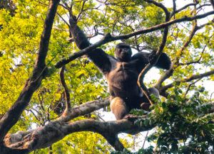 Western Lowland Gorilla (Gorilla gorilla gorilla). Dominant silverback male. Bai Hokou. Dzanga Sangha Special Dense Forest Reserve, Central African Republic Western Lowland Gorilla (Gorilla gorilla gorilla). Dominant silverback male. Bai Hokou. Dzanga Sangha Special Dense Forest Reserve, Central African Republic
