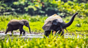 African forest elephants (Loxodonta africana cyclotis) in Dzanga Bai. Elephants visit the forest clearings (BAI) to obtain salt that is dissolved in the water. Elephants can put their troughs through holes in the ground and access these vital minerals. Dzanga-Ndoki National Park,Central African Republic African forest elephants (Loxodonta africana cyclotis) in Dzanga Bai. Elephants visit the forest clearings (BAI) to obtain salt that is dissolved in the water. Elephants can put their troughs through holes in the ground and access these vital minerals. Dzanga-Ndoki National Park,Central African Republic