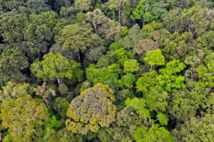 Trees and vegetation in the Jungle and dense forest of Dzanga Sangha. Central African Republic. WWF Trees and vegetation in the Jungle and dense forest of Dzanga Sangha. Central African Republic. WWF