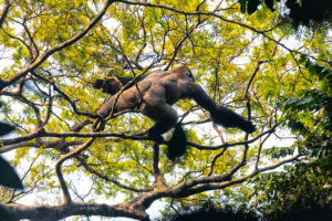 Western Lowland Gorilla (Gorilla gorilla gorilla). Dominant silverback male. Bai Hokou. Dzanga Sangha Special Dense Forest Reserve, Central African Republic Western Lowland Gorilla (Gorilla gorilla gorilla). Dominant silverback male. Bai Hokou. Dzanga Sangha Special Dense Forest Reserve, Central African Republic