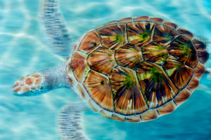 Green sea turtle, Chelonia mydas, taking a breath on the surface in Akumal bay, Mexico Green sea turtle, Chelonia mydas, taking a breath on the surface in Akumal bay, Mexico