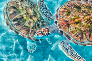 Green sea turtle, Chelonia mydas, taking a breath on the surface in Akumal bay, Mexico Green sea turtle, Chelonia mydas, taking a breath on the surface in Akumal bay, Mexico