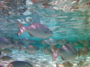 School of grunts by shipwreck, Cancun, Mexico School of grunts by shipwreck, Cancun, Mexico