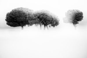 Pine trees in backlit at sunrise in the natural park of villafafila, Xamora, Land of fields, cerealista Estepa, Villafafila, Zamora, Spain Pine trees in backlit at sunrise in the natural park of villafafila, Xamora, Land of fields, cerealista Estepa, Villafafila, Zamora, Spain