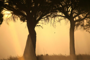 Pine trees in backlit at sunrise in the natural park of villafafila, Xamora, Land of fields, cerealista Estepa, Villafafila, Zamora, Spain Pine trees in backlit at sunrise in the natural park of villafafila, Xamora, Land of fields, cerealista Estepa, Villafafila, Zamora, Spain
