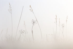 Reeds, lines, plants linked to the aquatic environment in the Natural Park of Las Lagunas de Villafafila, Zamora, Spain Reeds, lines, plants linked to the aquatic environment in the Natural Park of Las Lagunas de Villafafila, Zamora, Spain