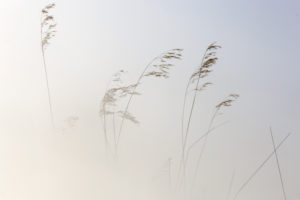 Reeds, lines, plants linked to the aquatic environment in the Natural Park of Las Lagunas de Villafafila, Zamora, Spain Reeds, lines, plants linked to the aquatic environment in the Natural Park of Las Lagunas de Villafafila, Zamora, Spain