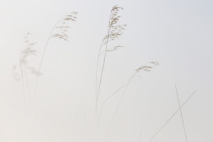 Reeds, lines, plants linked to the aquatic environment in the Natural Park of Las Lagunas de Villafafila, Zamora, Spain Reeds, lines, plants linked to the aquatic environment in the Natural Park of Las Lagunas de Villafafila, Zamora, Spain