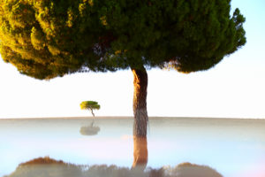 Artistic photograph of Pine trees in backlit at sunrise in the natural park of villafafila, Xamora, Land of fields, cerealista Estepa, Villafafila, Zamora, Spain Artistic photograph of Pine trees in backlit at sunrise in the natural park of villafafila, Xamora, Land of fields, cerealista Estepa, Villafafila, Zamora, Spain