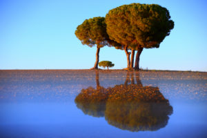 Artistic photograph of Pine trees in backlit at sunrise in the natural park of villafafila, Xamora, Land of fields, cerealista Estepa, Villafafila, Zamora, Spain Artistic photograph of Pine trees in backlit at sunrise in the natural park of villafafila, Xamora, Land of fields, cerealista Estepa, Villafafila, Zamora, Spain