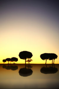 Artistic photograph of Pine trees in backlit at sunrise in the natural park of villafafila, Xamora, Land of fields, cerealista Estepa, Villafafila, Zamora, Spain Artistic photograph of Pine trees in backlit at sunrise in the natural park of villafafila, Xamora, Land of fields, cerealista Estepa, Villafafila, Zamora, Spain