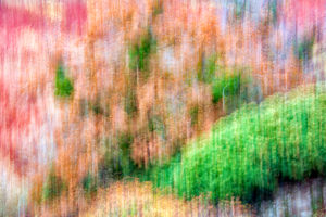 Spain, Cuenca, Wicker cultivation in Canamares in autumn Spain, Cuenca, Wicker cultivation in Canamares in autumn