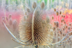 wild teasel, Dipsacus fullonum, la cardencha, Bano de Venus, Cuenca, Spain wild teasel, Dipsacus fullonum, la cardencha, Bano de Venus, Cuenca, Spain