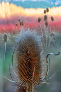 wild teasel, Dipsacus fullonum, la cardencha, Bano de Venus, Cuenca, Spain wild teasel, Dipsacus fullonum, la cardencha, Bano de Venus, Cuenca, Spain