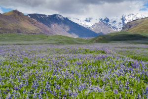Icelandic landscape, field of Nootka Lupine with snowy mountains in the background Icelandic landscape, field of Nootka Lupine with snowy mountains in the background