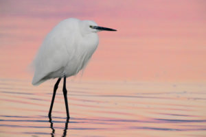 Little Egret (Egretta garzetta), adult in winter plumage standing in the water before the sunrise Little Egret (Egretta garzetta), adult in winter plumage standing in the water before the sunrise