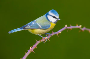 Eurasian Blue Tit (Cyanistes caeruleus), side view of an adult perched on a Blackberry branch , Campania, Italy Eurasian Blue Tit (Cyanistes caeruleus), side view of an adult perched on a Blackberry branch , Campania, Italy