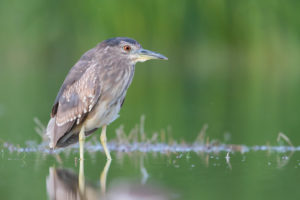 Black-crowned Night Heron (Nycticorax nycticorax), second calendar year juvenile standing in the water, Campania, Italy Black-crowned Night Heron (Nycticorax nycticorax), second calendar year juvenile standing in the water, Campania, Italy