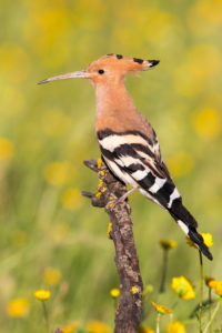 Eurasian Hoopoe (Upupa epops), side view of an adult perched on a branch, Campania, Italy Eurasian Hoopoe (Upupa epops), side view of an adult perched on a branch, Campania, Italy