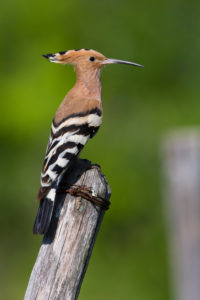 Eurasian Hoopoe (Upupa epops), side view of an adult perched on a post, Campania, Italy Eurasian Hoopoe (Upupa epops), side view of an adult perched on a post, Campania, Italy