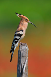 Eurasian Hoopoe (Upupa epops), side view of an adult singing from a post, Campania, Italy Eurasian Hoopoe (Upupa epops), side view of an adult singing from a post, Campania, Italy
