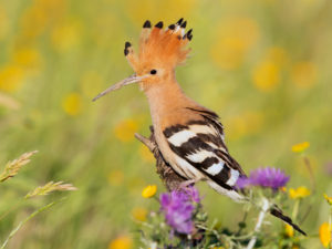 Eurasian Hoopoe (Upupa epops), side view of an adult perched on a branch, Campania, Italy Eurasian Hoopoe (Upupa epops), side view of an adult perched on a branch, Campania, Italy