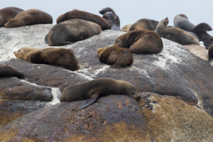 Cape Fur Seal (Arctocephalus pusillus), individuals resting on a rock, Western Cape, South Africa Cape Fur Seal (Arctocephalus pusillus), individuals resting on a rock, Western Cape, South Africa
