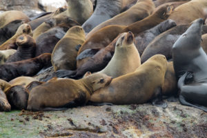 Cape Fur Seal (Arctocephalus pusillus), individuals in a colony, Western Cape, South Africa Cape Fur Seal (Arctocephalus pusillus), individuals in a colony, Western Cape, South Africa
