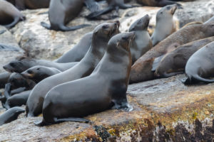 Cape Fur Seal (Arctocephalus pusillus), two females standing in a colony, Western Cape, South Africa Cape Fur Seal (Arctocephalus pusillus), two females standing in a colony, Western Cape, South Africa