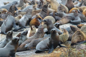 Cape Fur Seal (Arctocephalus pusillus), a colony in Hout Bay, Western Cape, South Africa Cape Fur Seal (Arctocephalus pusillus), a colony in Hout Bay, Western Cape, South Africa